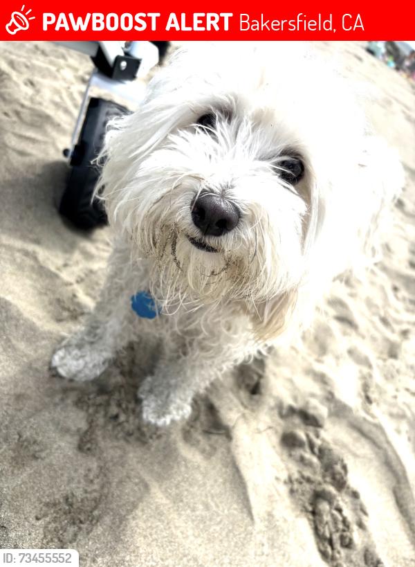 Lost Female Dog last seen Pioneer park, Bakersfield, CA 93306