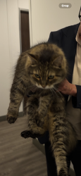 Found/Stray Unknown Cat last seen Near Ch Queen Mary, Montréal, QC H3W 1X4