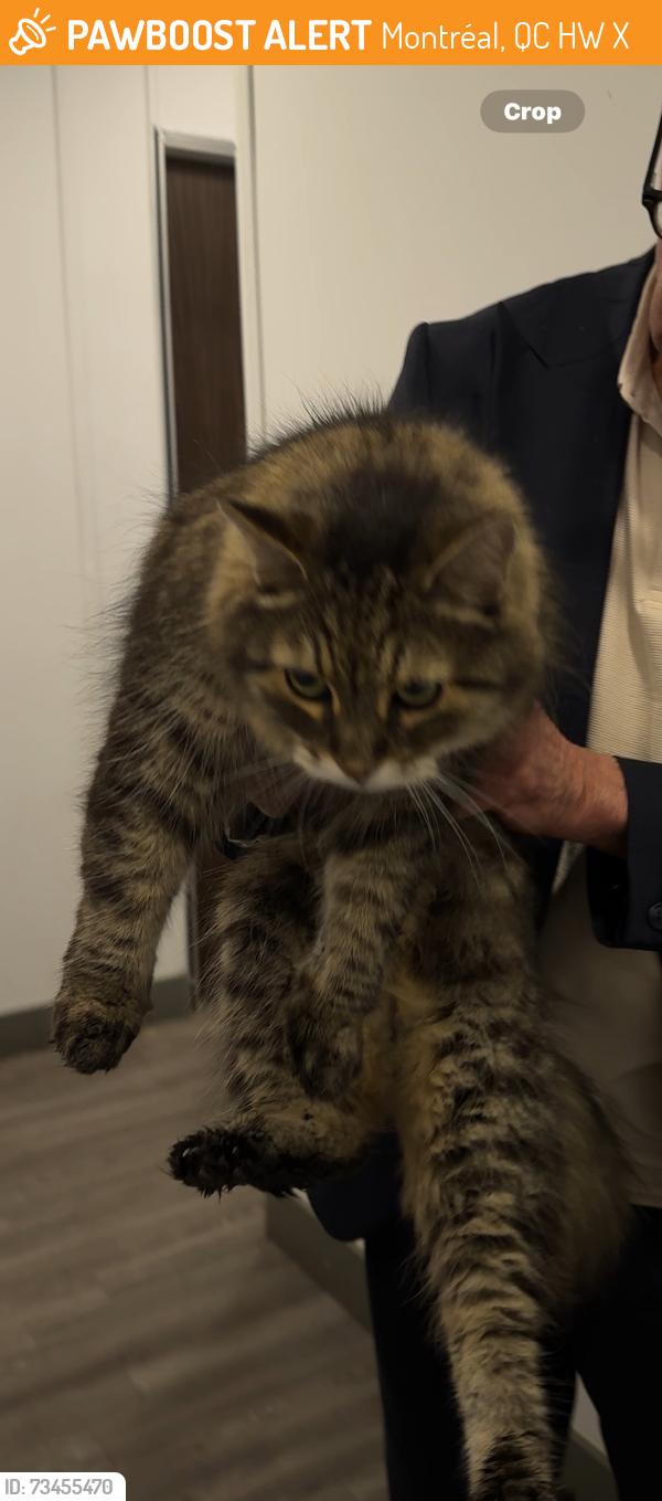 Found/Stray Unknown Cat last seen Near Ch Queen Mary, Montréal, QC H3W 1X4