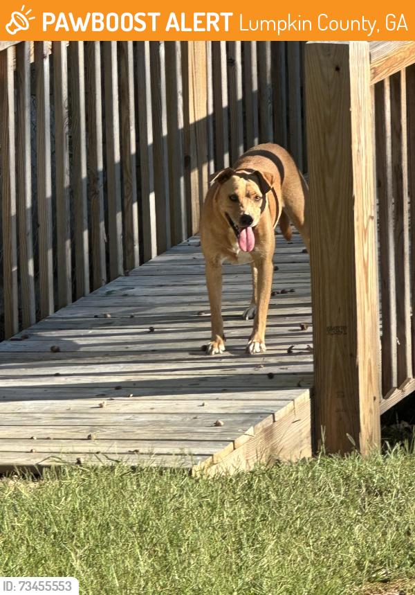Found/Stray Female Dog last seen In my yard, Lumpkin County, GA 30533