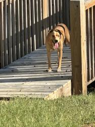 Found/Stray Female Dog last seen In my yard, Lumpkin County, GA 30533