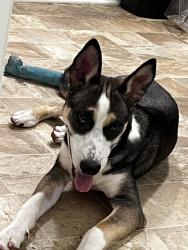 Lost Male Dog last seen Near Long Beach blvd, Lynwood, CA 90262
