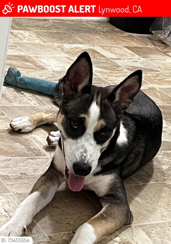 Lost Male Dog last seen Near Long Beach blvd, Lynwood, CA 90262