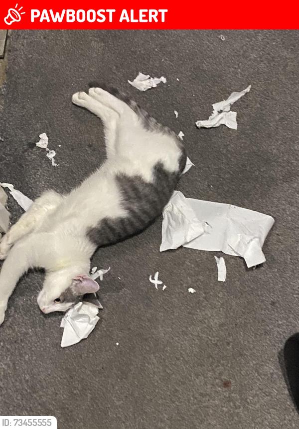Lost Male Cat last seen Infront of at bernadette’s primary school, West Midlands, England B25 8NJ