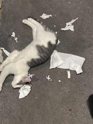 Lost Male Cat last seen Infront of at bernadette’s primary school, West Midlands, England B25 8NJ