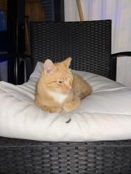Found/Stray Unknown Cat last seen Lewis st and Dianna, Anderson, SC 29624