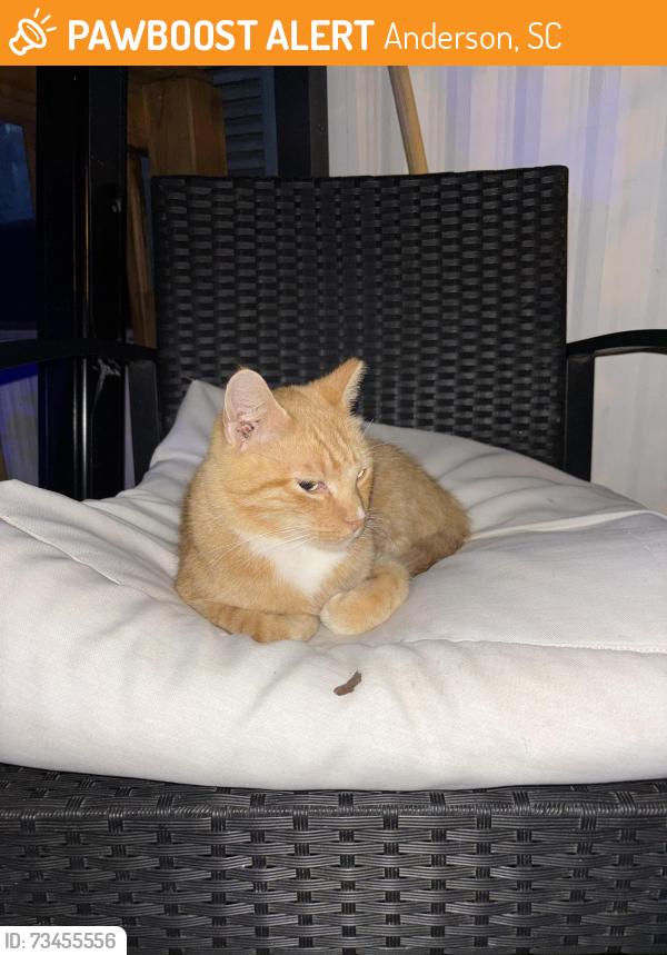 Found/Stray Unknown Cat last seen Lewis st and Dianna, Anderson, SC 29624