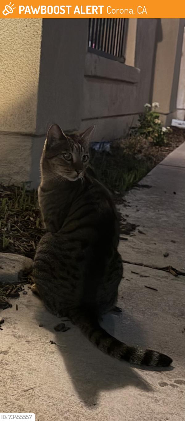 Found/Stray Male Cat last seen Strandberg st & Lopez st, Corona, CA 92881