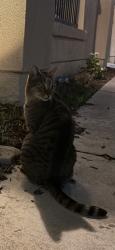Found/Stray Male Cat last seen Strandberg st & Lopez st, Corona, CA 92881