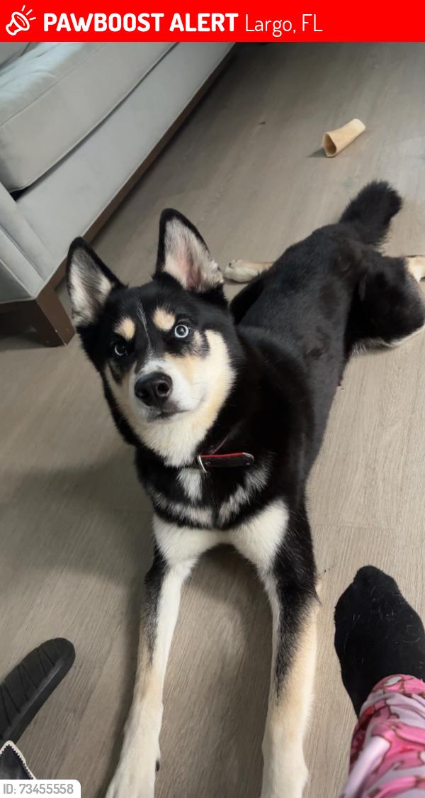 Lost Male Dog last seen there are multiple mobile homes near, Largo, FL 33771