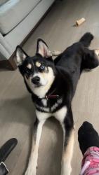Lost Male Dog last seen there are multiple mobile homes near, Largo, FL 33771