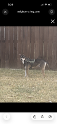 Found/Stray Male Dog last seen Outside of Enclave, San Antonio, TX 78258
