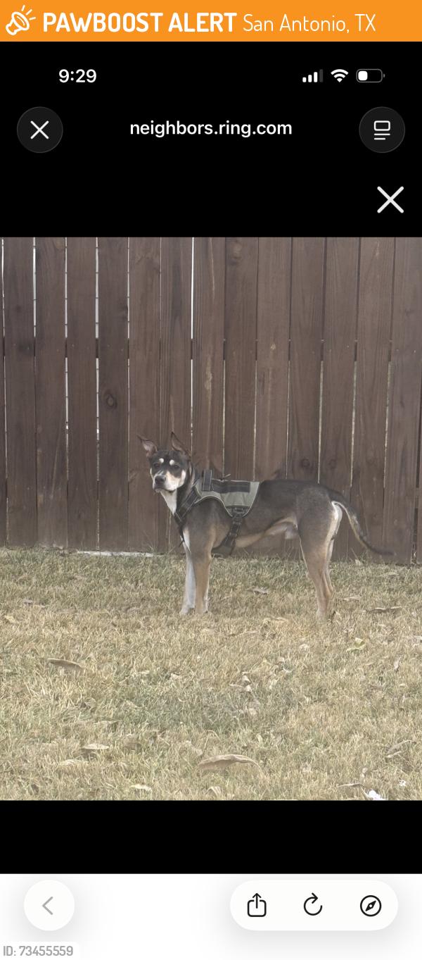Found/Stray Male Dog last seen Outside of Enclave, San Antonio, TX 78258