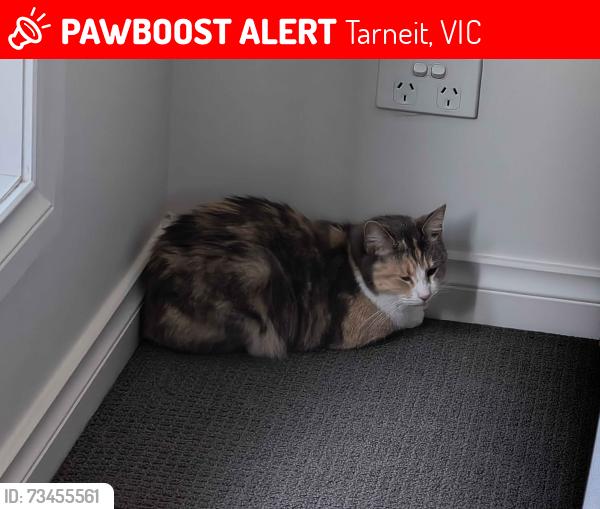 Lost Female Cat last seen Near the visitor car park late at night, before the rain, Tarneit, VIC 3029