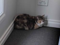 Lost Female Cat last seen Near the visitor car park late at night, before the rain, Tarneit, VIC 3029