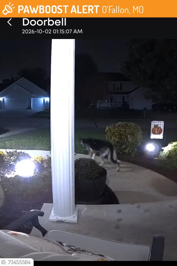 Found/Stray Unknown Dog last seen Fiddlers and Annabrook, O'Fallon, MO 63366