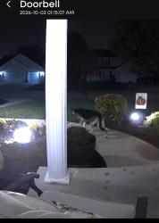 Found/Stray Unknown Dog last seen Fiddlers and Annabrook, O'Fallon, MO 63366