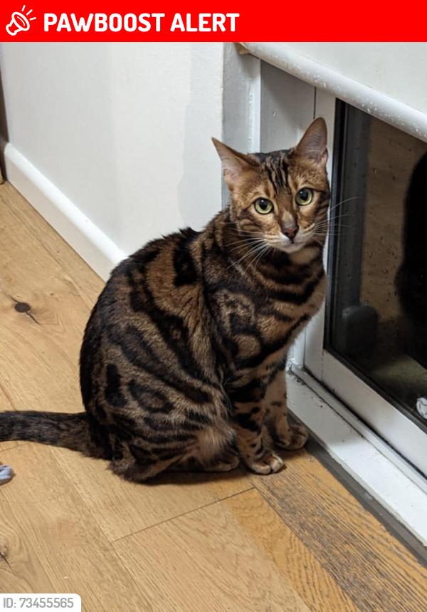 Lost Male Cat last seen Moray st/cobden st South Melbourne, South Melbourne, VIC 3205