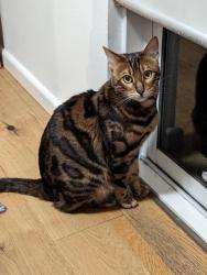 Lost Male Cat last seen Moray st/cobden st South Melbourne, South Melbourne, VIC 3205
