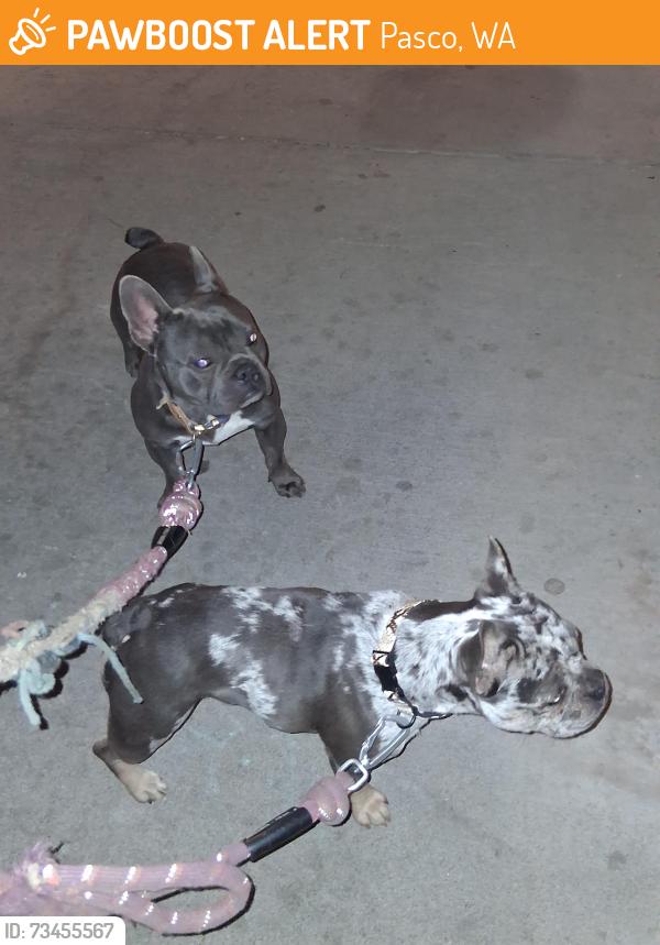 Found/Stray Female Dog last seen Silver Creek apmts, Pasco, WA 99301