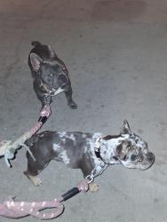 Found/Stray Female Dog last seen Silver Creek apmts, Pasco, WA 99301