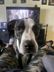 Reunited Female Dog last seen Cropley and capital, San Jose, CA 95132