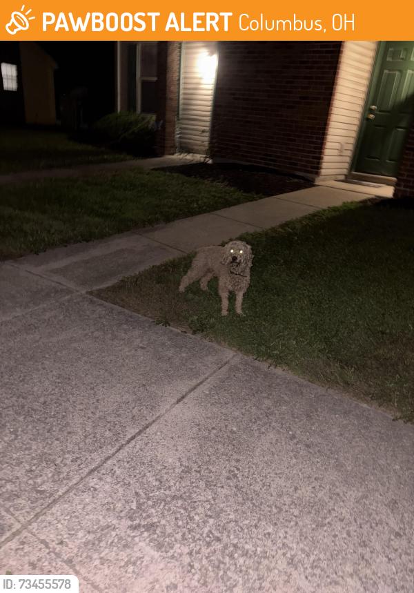 Found/Stray Unknown Dog last seen Petzinger, Columbus, OH 43232