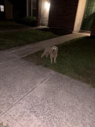 Found/Stray Unknown Dog last seen Petzinger, Columbus, OH 43232