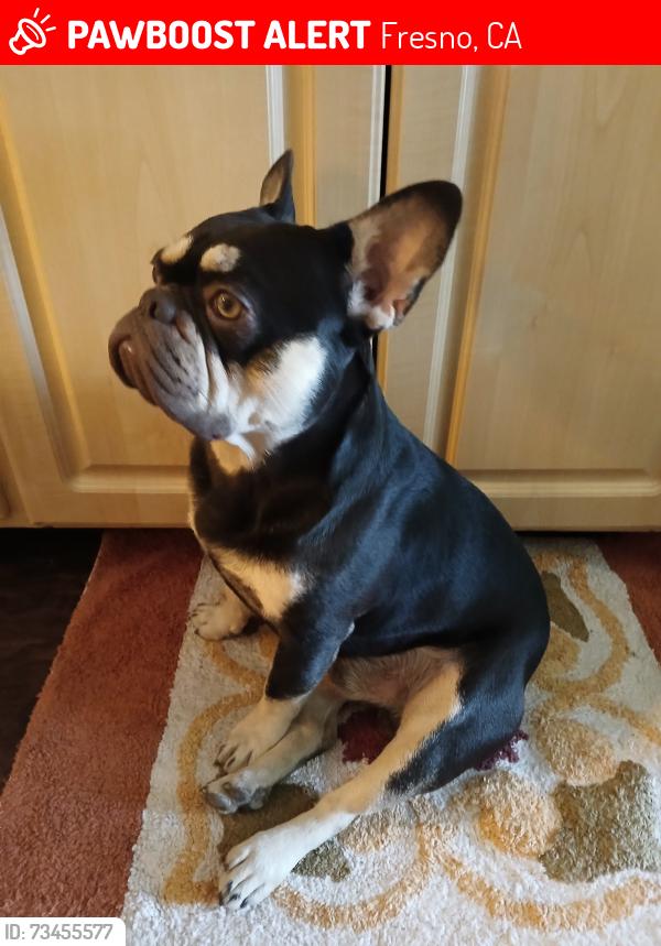 Lost Male Dog last seen Shields and west, Fresno, CA 93705