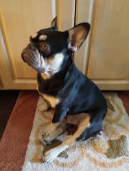 Lost Male Dog last seen Shields and west, Fresno, CA 93705