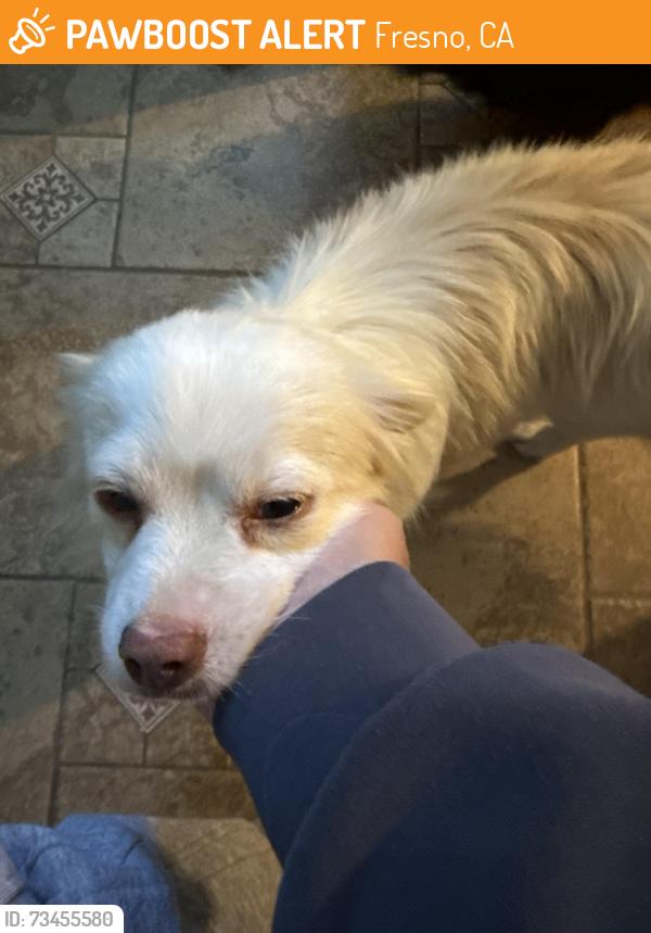 Found/Stray Male Dog last seen Near freeway headed East., Fresno, CA 93721