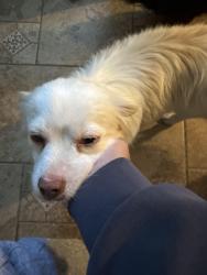 Found/Stray Male Dog last seen Near freeway headed East., Fresno, CA 93721