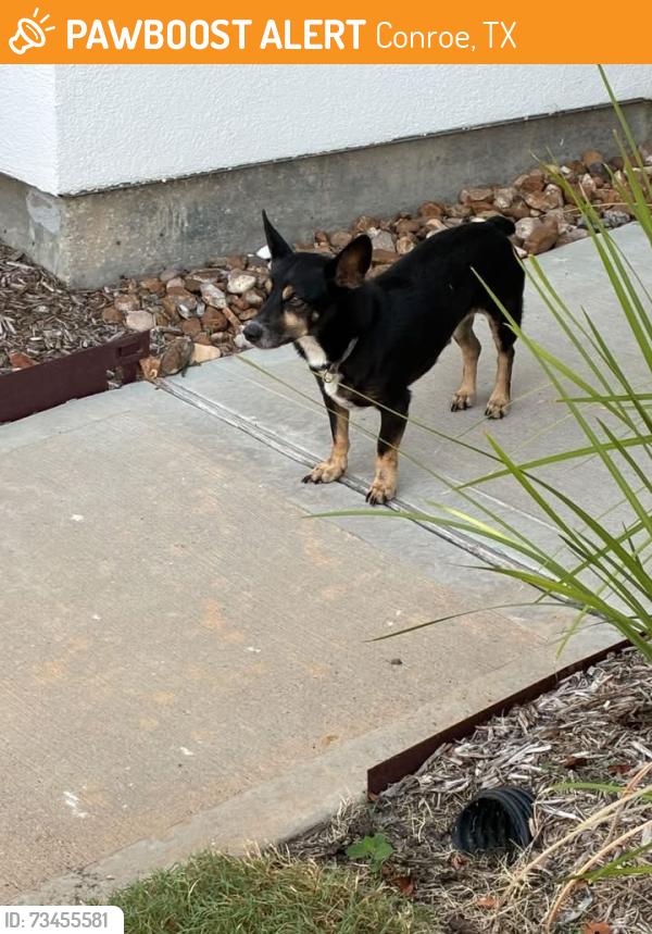 Found/Stray Male Dog last seen Harpers Preseserve, Conroe, TX 77385