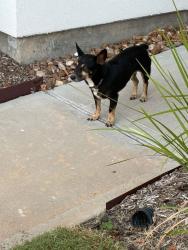 Found/Stray Male Dog last seen Harpers Preseserve, Conroe, TX 77385