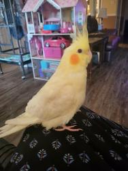 Lost Unknown Bird last seen Fitch Street and South Pelham in Welland, Welland, ON 