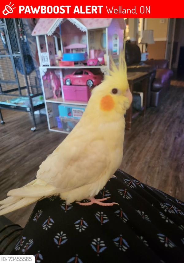 Lost Unknown Bird last seen Fitch Street and South Pelham in Welland, Welland, ON 