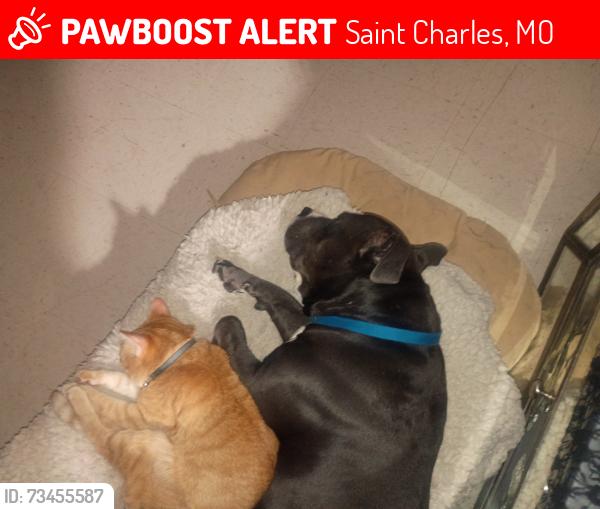 Lost Male Cat last seen Kings highway and elm, Saint Charles, MO 63301