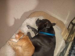 Lost Male Cat last seen Kings highway and elm, Saint Charles, MO 63301