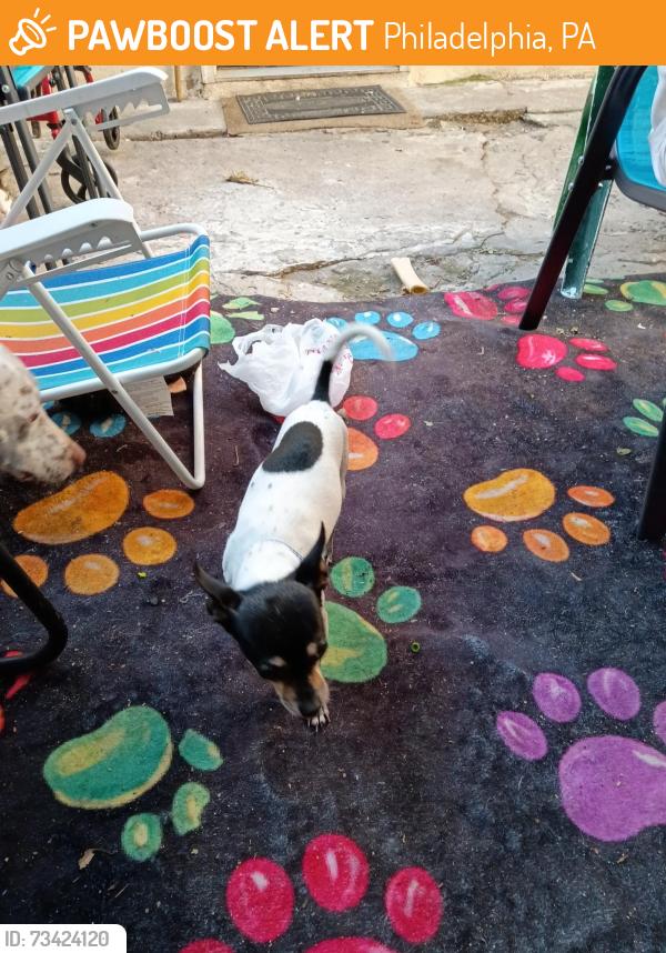 Found/Stray Male Dog last seen Handcock street, Philadelphia, PA 19147