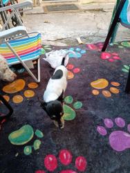 Found/Stray Male Dog last seen Handcock street, Philadelphia, PA 19147
