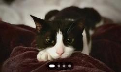 Lost Male Cat last seen S Ola Vista & W Avenida Gaviota, San Clemente, CA 92672