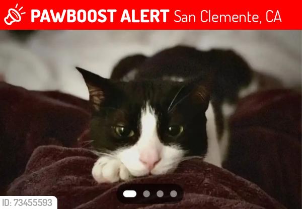 Lost Male Cat last seen S Ola Vista & W Avenida Gaviota, San Clemente, CA 92672