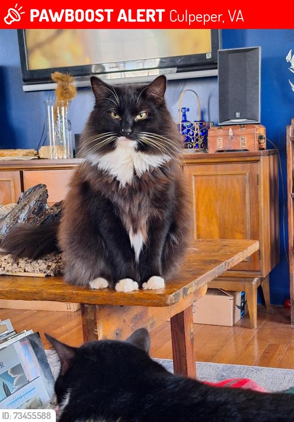 Lost Female Cat last seen Windmill Way, Culpeper, VA 22701