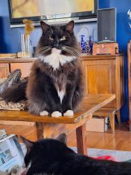 Lost Female Cat last seen Windmill Way, Culpeper, VA 22701