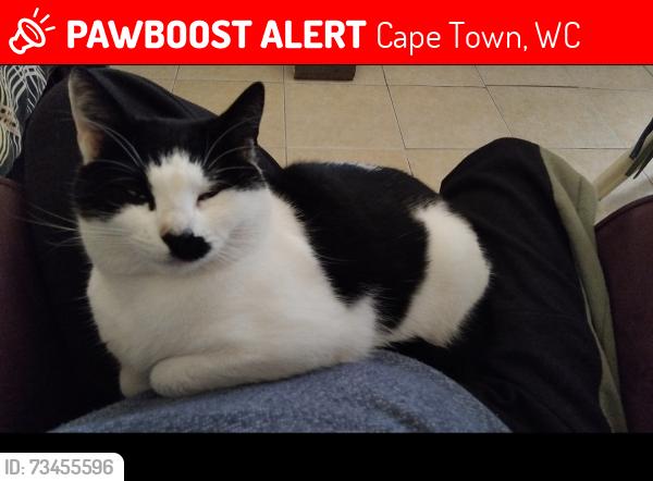 Lost Female Cat last seen crawford, Cape Town, WC 7770