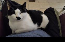 Lost Female Cat last seen crawford, Cape Town, WC 7770