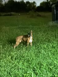 Found/Stray Male Dog last seen Cicero and governors hwy, Monee, IL 60449