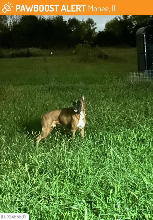 Found/Stray Male Dog last seen Cicero and governors hwy, Monee, IL 60449