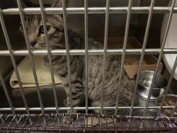 Shelter Stray Female Cat last seen Near Citation Drive, DEL VALLE, TX, 78617, 7201 Levander Loop bldg a, Austin, TX 78702, USA