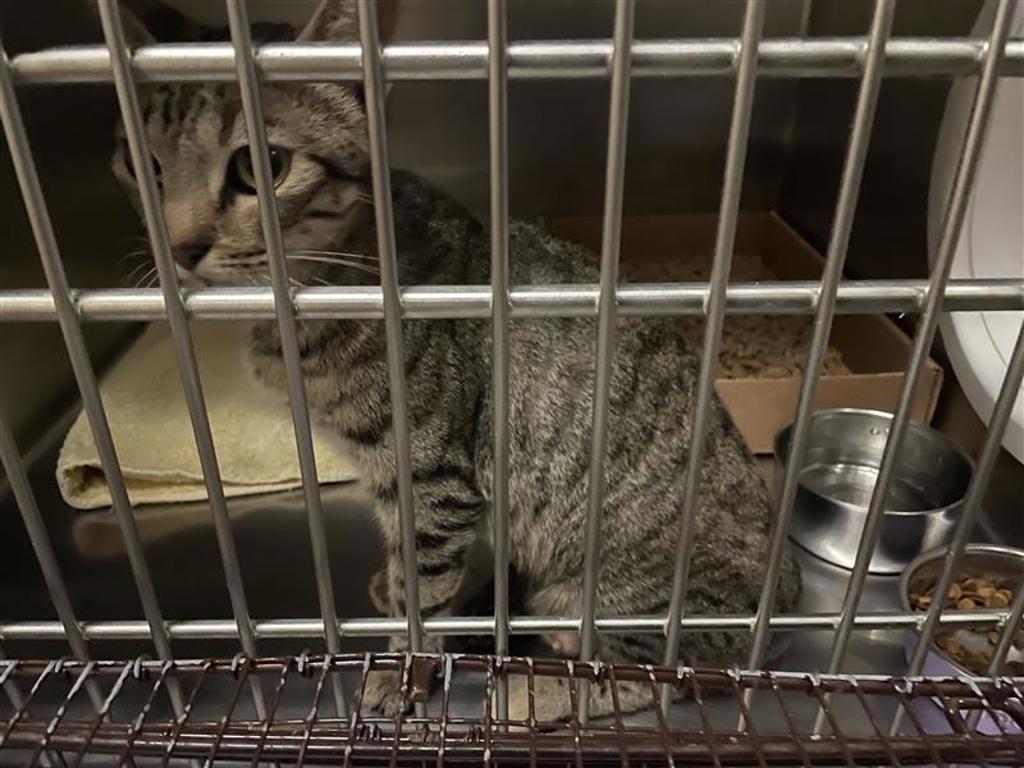 Shelter Stray Female Cat last seen Near Citation Drive, DEL VALLE, TX, 78617, 7201 Levander Loop bldg a, Austin, TX 78702, USA
